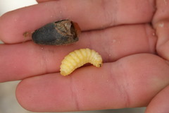 Tachypompilus ignitus