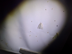 Cnethodonta grisescens