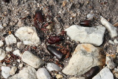 Tachypompilus ignitus