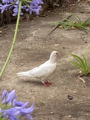 Columba livia domestica