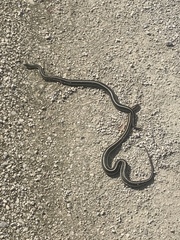 Thamnophis butleri
