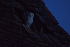 Tyto alba alba