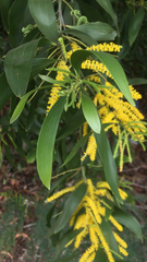 Acacia auriculiformis
