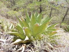 Agave gentryi