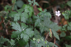 Geranium versicolor