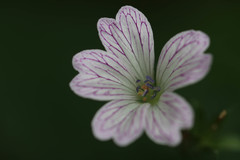 Geranium versicolor