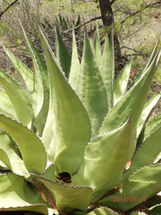 Agave gentryi