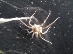 Arachnida