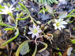 Lewisia triphylla