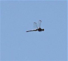 Libellula vibrans