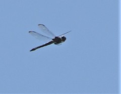 Libellula vibrans