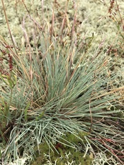 Corynephorus canescens