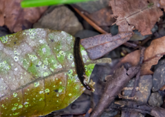 Newzealandia