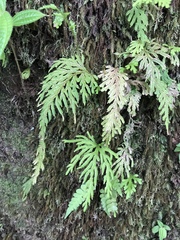 Selaginella arbuscula