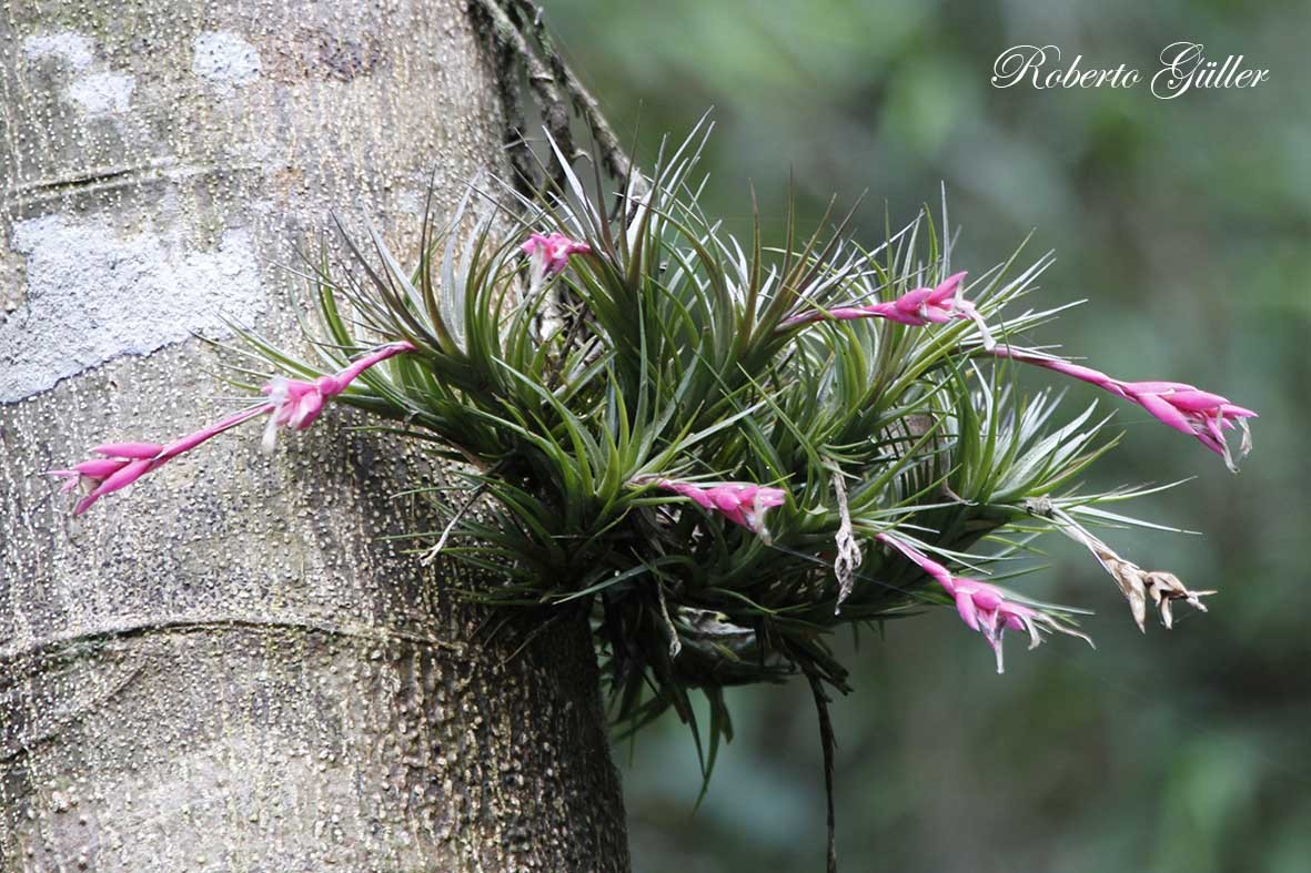 Tillandsia tenuifolia · iNaturalist