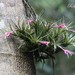 Tillandsia tenuifolia - Photo (c) Roberto Guller, algunos derechos reservados (CC BY-NC-ND), subido por Roberto Guller