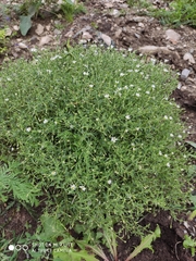 Stellaria dichotoma