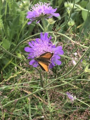 Thymelicus sylvestris