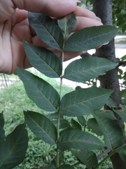 Fraxinus excelsior