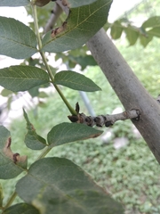 Fraxinus excelsior