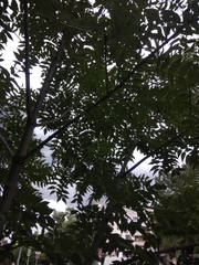Fraxinus excelsior
