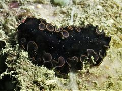 Pseudobiceros splendidus