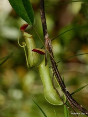 Nepenthes distillatoria