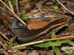 Eutropis lankae