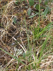 Carex norvegica
