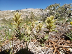 Castilleja nana
