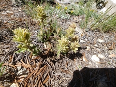 Castilleja nana