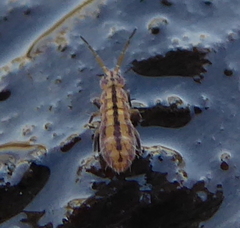 Isotomurus palustris