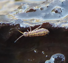 Isotomurus palustris