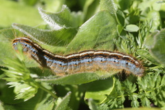 Malacosoma alpicolum