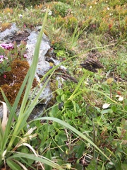 Carex atrata