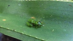 Guibemantis