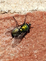 Diptera