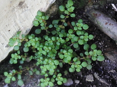 Magnoliopsida