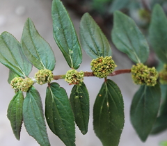 Euphorbia hirta
