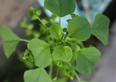 Acalypha indica