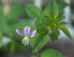 Cleome rutidosperma