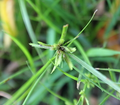 Cyperus