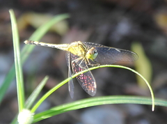 Diplacodes trivialis