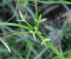 Cyperus