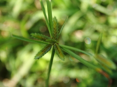 Cyperus