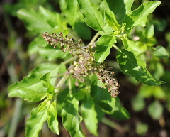 Ocimum × africanum