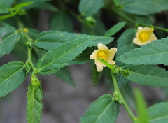 Sida acuta