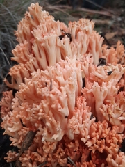 Ramaria anziana