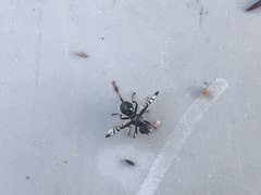 Rivellia syngenesiae