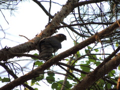 Accipiter nisus